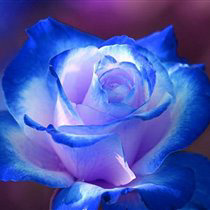 Alice25_v