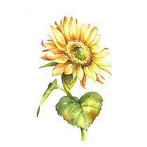 Caleida