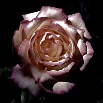 LunaPiena