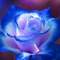 Alice25_v