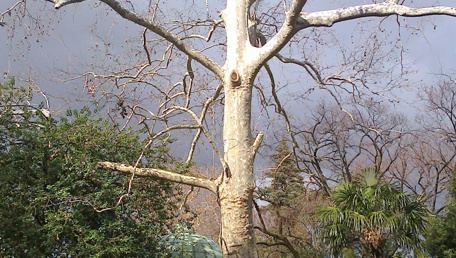 Albero antico