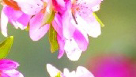 Canto di primavera.