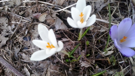 E' banale ... tutti amano i fiori