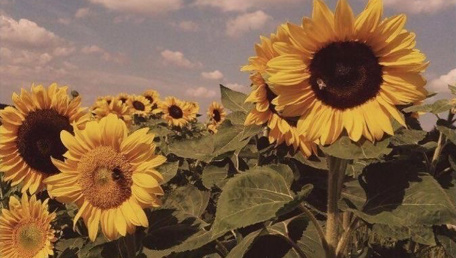 Girasoli e Sigarette bagnate