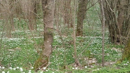 I fiori del cielo.