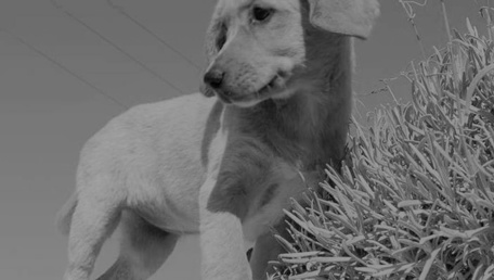 IL CAGNOLINO