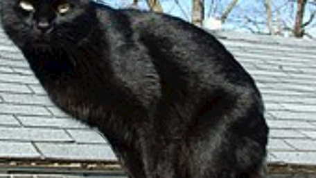 Il gatto nero a tre zampe.