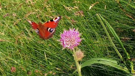 Il gracchio e la farfalla
