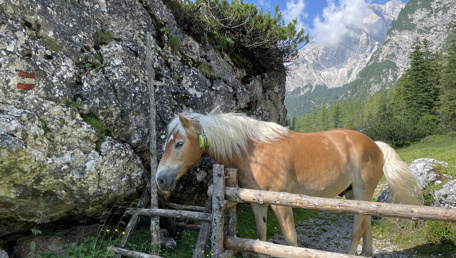 La voce dell’Antelao