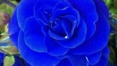 Le rose blu