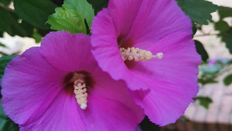 L'eternità di un fiore 