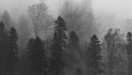 Ombre nella nebbia