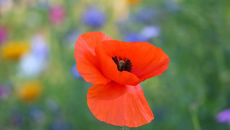 Papavero rosso