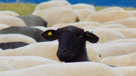 Pecora nera