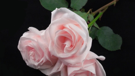 Petali Di Rosa