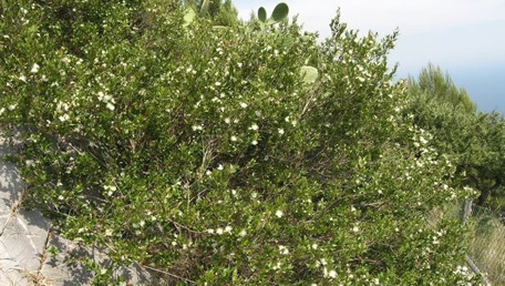 Profumo di mortella
