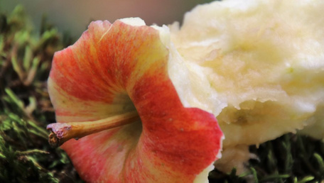 That poisoned apple that still claims victims