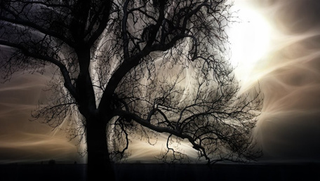 Una quercia sulla scogliera